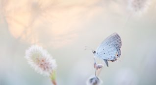 papillon-meditation-nantes